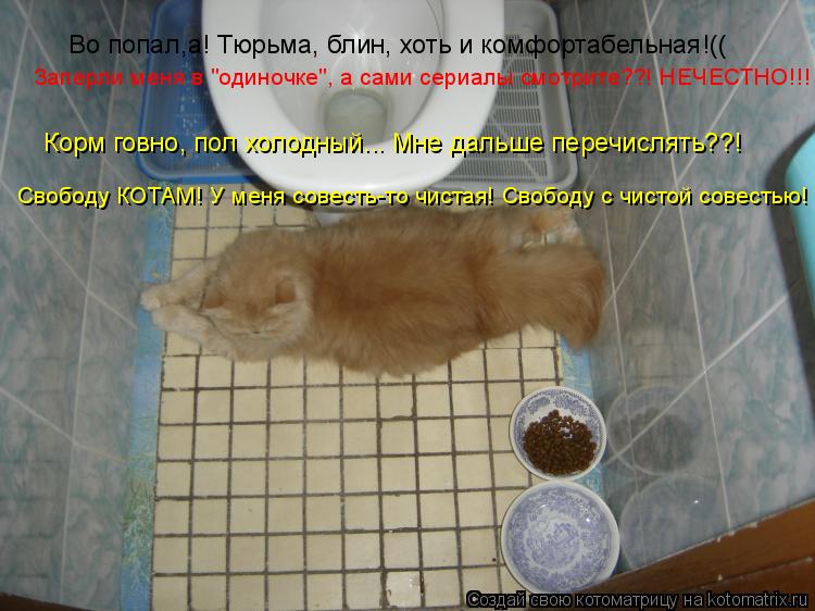 Во попал,а! Тюрьма, блин, хоть и комфортабельная!(( Заперли меня в "одиночке", а сами сериалы смотрит... Котоматрица: Во попал,а! Тюрьма, блин, хоть и комфортабельная!(( Заперли меня в "одиночке", а сами сериалы смотрите??! НЕЧЕСТНО!!! Корм говно, пол холодный... М