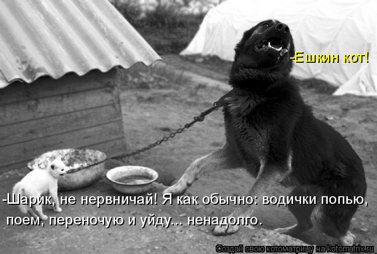 -Шарик, не нервничай! Я как обычно: водички попью, поем, переночую и уйду... ненадолго. -Ешкин кот!... Котоматрица: -Шарик, не нервничай! Я как обычно: водички попью, поем, переночую и уйду... ненадолго. -Ешкин кот!