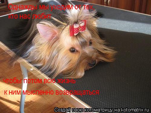 Однажды мы уходим от тех, кто нас любит чтобы потом всю жизнь к ним мысленно возвращаться... Котоматрица: Однажды мы уходим от тех, кто нас любит чтобы потом всю жизнь к ним мысленно возвращаться