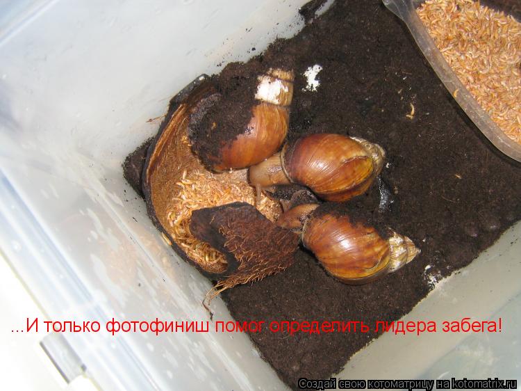 ...И только фотофиниш помог определить лидера забега!... Котоматрица: ...И только фотофиниш помог определить лидера забега!