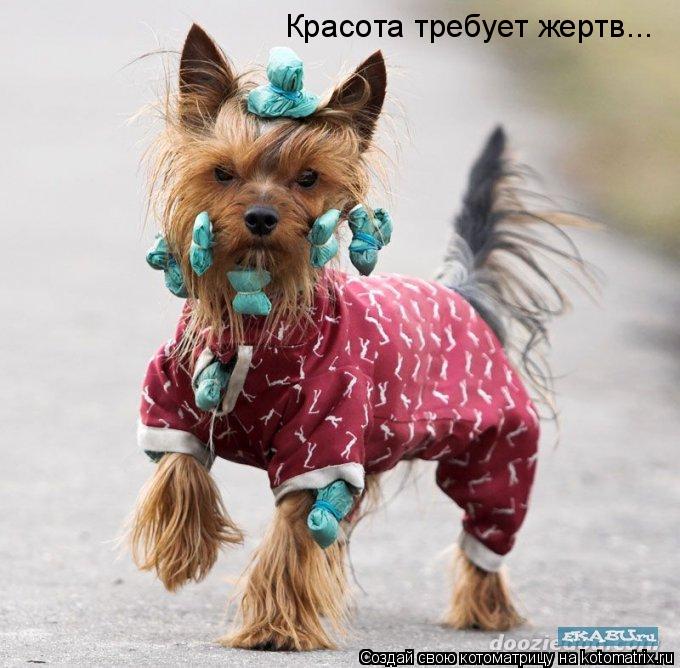 Красота требует жертв...... Котоматрица: Красота требует жертв...