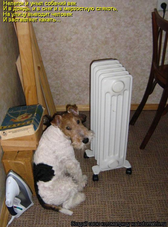 Нелегок и уныл собачий век И в дождь, и в снег и в мерзостную слякоть, На улицу выводит человек И ... Котоматрица: Нелегок и уныл собачий век И в дождь, и в снег и в мерзостную слякоть, На улицу выводит человек И заставляет какать...