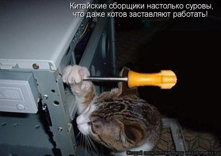 Китайские сборщики настолько суровы, что даже котов заставляют работать!... Котоматрица: Китайские сборщики настолько суровы, что даже котов заставляют работать!