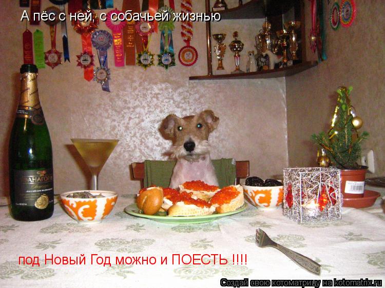 Котоматрица: А пёс с ней, с собачьей жизнью под Новый Год можно и ПОЕСТЬ !!!!
