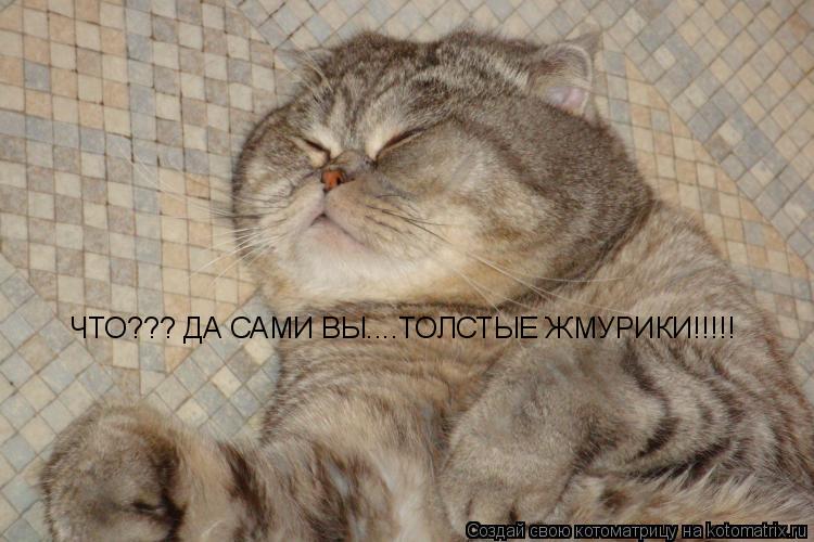 ЧТО??? ДА САМИ ВЫ....ТОЛСТЫЕ ЖМУРИКИ!!!!!... Котоматрица: ЧТО??? ДА САМИ ВЫ....ТОЛСТЫЕ ЖМУРИКИ!!!!!