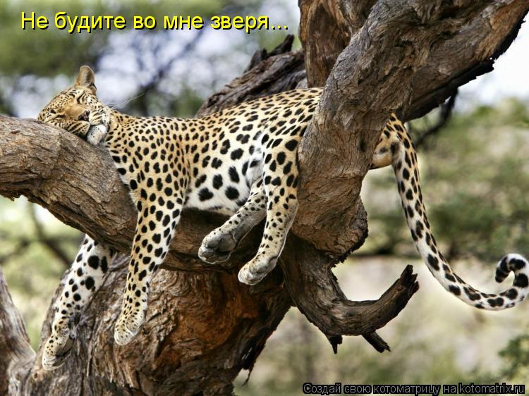 Не будите во мне зверя...... Котоматрица: Не будите во мне зверя...