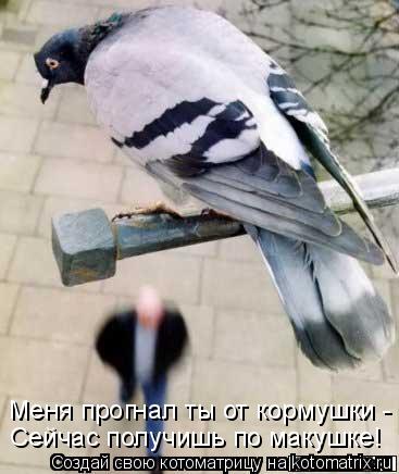 Котоматрица: Меня прогнал ты от кормушки - Сейчас получишь по макушке!