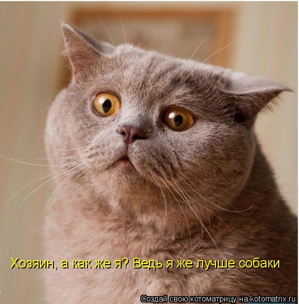 Хозяин, а как же я? Ведь я же лучше собаки... Котоматрица: Хозяин, а как же я? Ведь я же лучше собаки