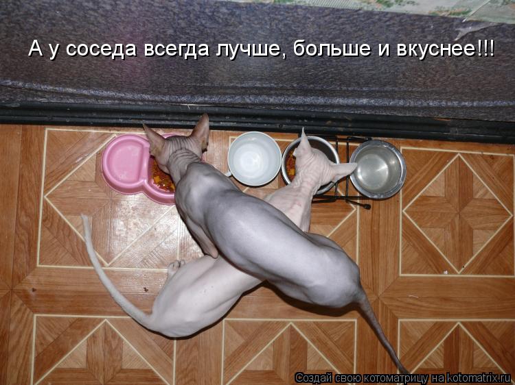 А у соседа всегда лучше, больше и вкуснее!!!... Котоматрица: А у соседа всегда лучше, больше и вкуснее!!!