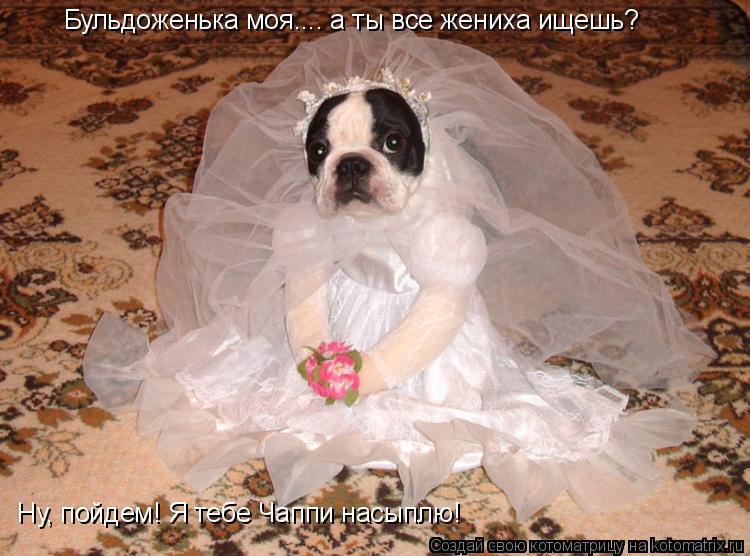 Бульдоженька моя.... а ты все жениха ищешь? Ну, пойдем! Я тебе Чаппи насыплю!... Котоматрица: Бульдоженька моя.... а ты все жениха ищешь? Ну, пойдем! Я тебе Чаппи насыплю!