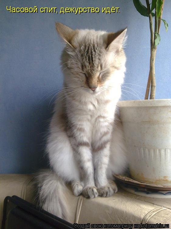 Котоматрица: Часовой спит, дежурство идёт.