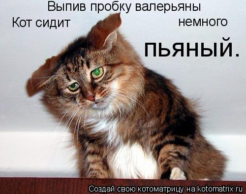 Выпив пробку валерьяны Кот сидит немного пьяный.... Котоматрица: Выпив пробку валерьяны Кот сидит немного пьяный.