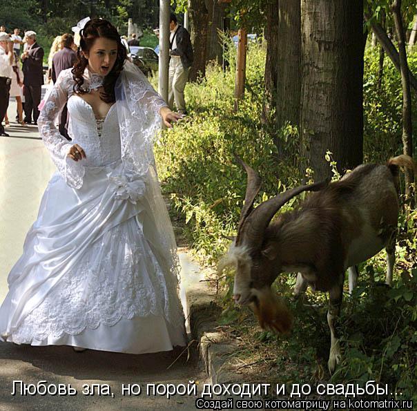 Любовь зла, но порой доходит и до свадьбы...... Котоматрица: Любовь зла, но порой доходит и до свадьбы...