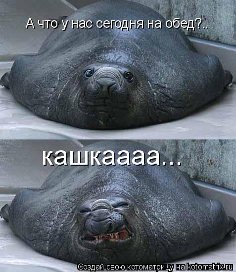А что у нас сегодня на обед?.. кашкаааа...... Котоматрица: А что у нас сегодня на обед?.. кашкаааа...