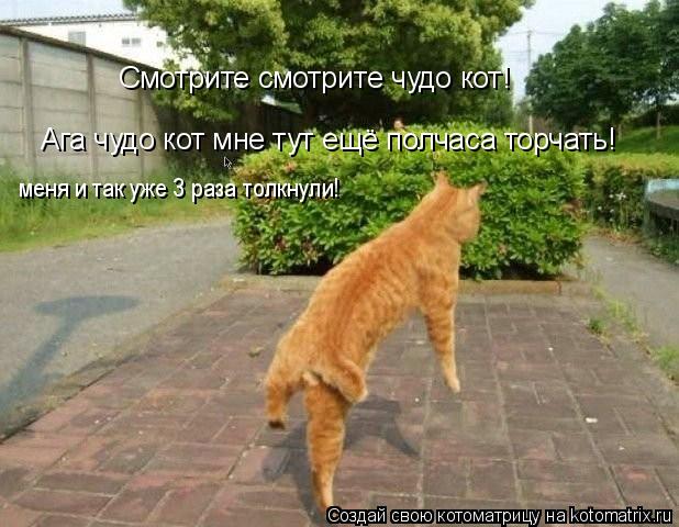 Смотрите смотрите чудо кот! Ага чудо кот мне тут ещё полчаса торчать! меня и так уже 3 раза толкнули!... Котоматрица: Смотрите смотрите чудо кот! Ага чудо кот мне тут ещё полчаса торчать! меня и так уже 3 раза толкнули!