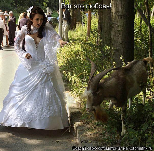 Вот это любовь!... Котоматрица: Вот это любовь!