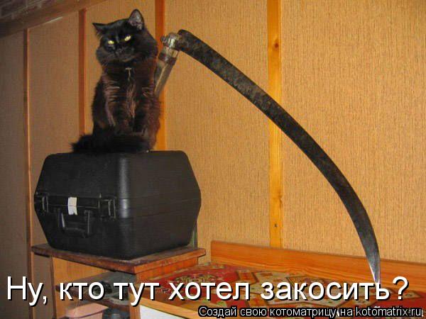 Ну, кто тут хотел закосить?... Котоматрица: Ну, кто тут хотел закосить?