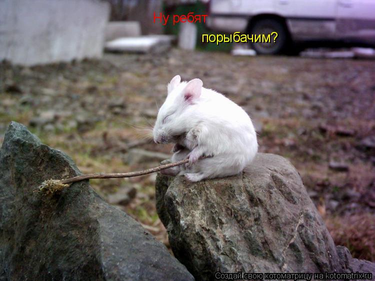 Ну ребят порыбачим?... Котоматрица: Ну ребят порыбачим?