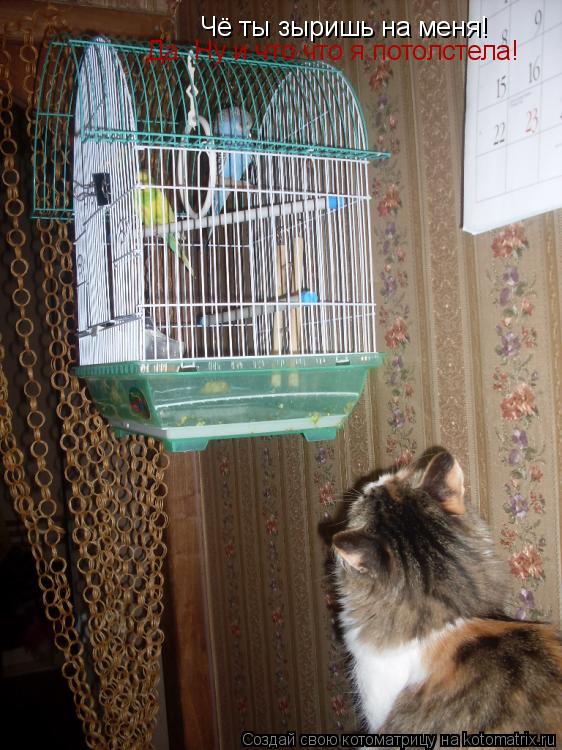 Чё ты зыришь на меня! Да. Ну и что что я потолстела!... Котоматрица: Чё ты зыришь на меня! Да. Ну и что что я потолстела!