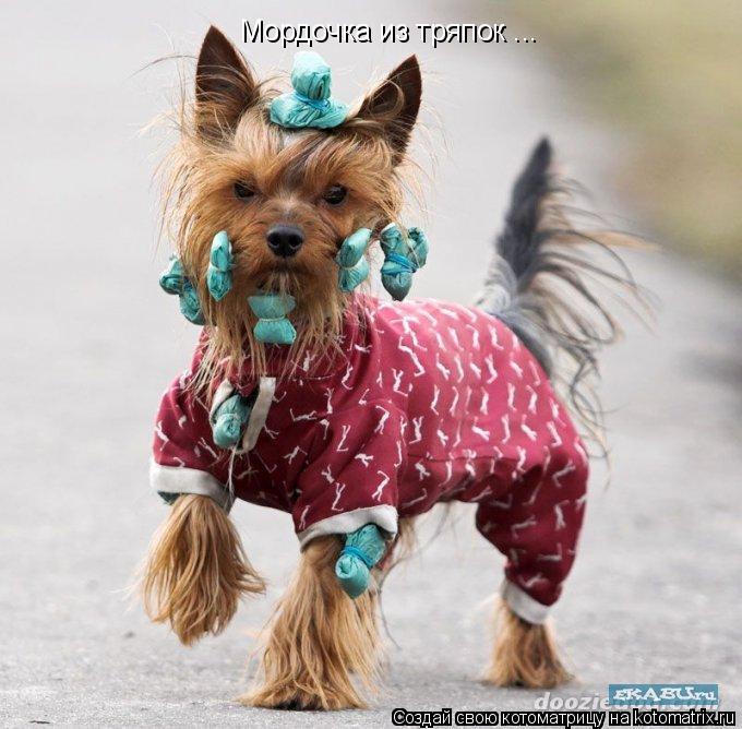 Мордочка из тряпок ...... Котоматрица: Мордочка из тряпок ...