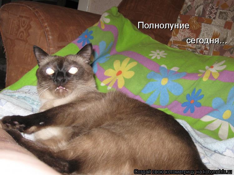 Полнолуние сегодня...... Котоматрица: Полнолуние сегодня...