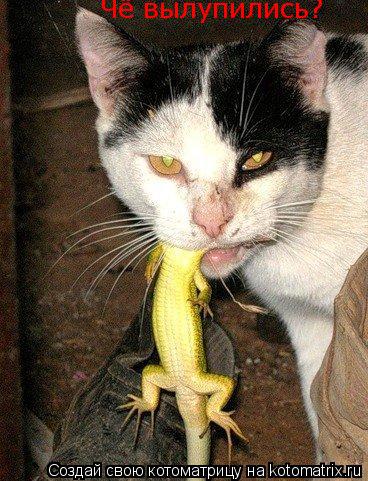 Чё вылупились?... Котоматрица: Чё вылупились?