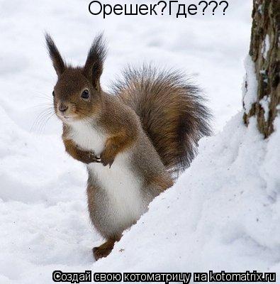 Орешек?Где???... Котоматрица: Орешек?Где???