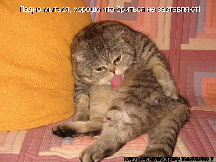 Ладно мыться, хорошо что бриться не заставляют!... Котоматрица: Ладно мыться, хорошо что бриться не заставляют!