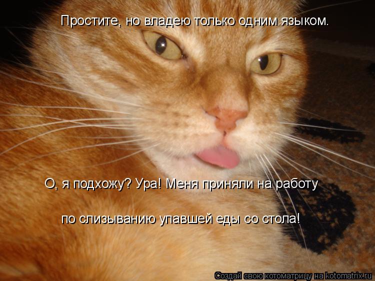 Простите, но владею только одним языком. Простите, но владею только одним языком. О, я подхожу? Ура! ... Котоматрица: Простите, но владею только одним языком. Простите, но владею только одним языком. О, я подхожу? Ура! Меня приняли на работу по слизыванию упав