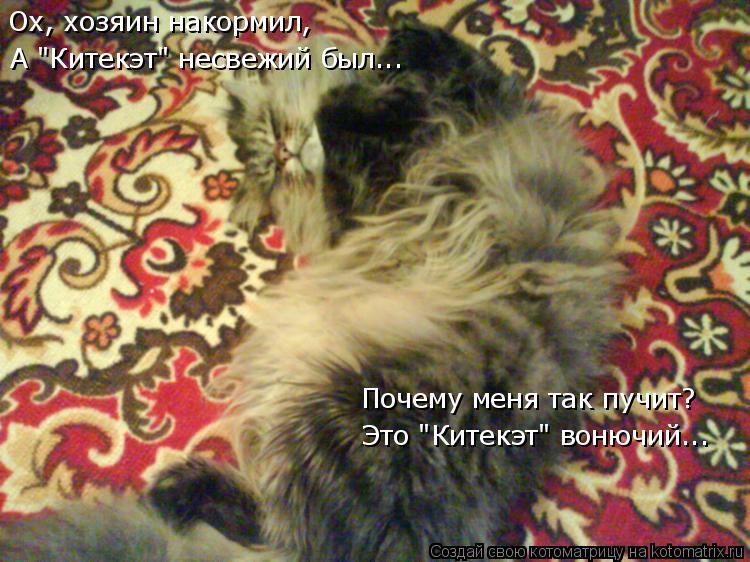 А "Китекэт" несвежий был... Ох, хозяин накормил, Почему меня так пучит? Это "Китекэт" вонючий...... Котоматрица: А "Китекэт" несвежий был... Ох, хозяин накормил, Почему меня так пучит? Это "Китекэт" вонючий...