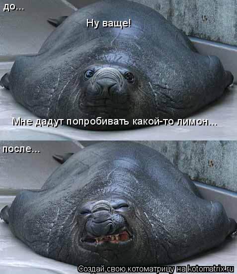 до... после... Ну ваще! Мне дадут попробивать какой-то лимон... Ну ваще! Мне дадут попробивать какой... Котоматрица: до... после... Ну ваще! Мне дадут попробивать какой-то лимон... Ну ваще! Мне дадут попробивать какой-то лимон...