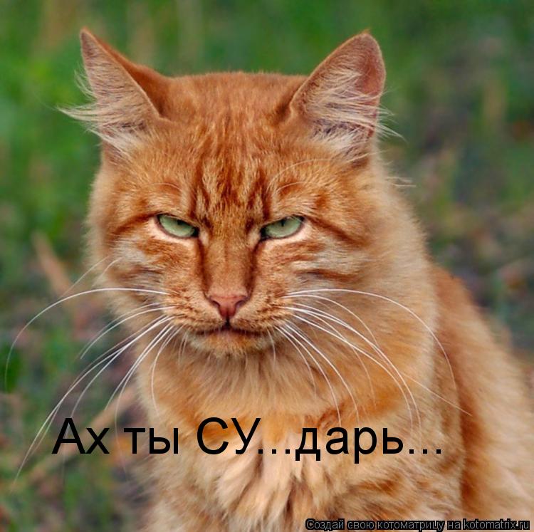 Ах ты СУ...дарь...... Котоматрица: Ах ты СУ...дарь...