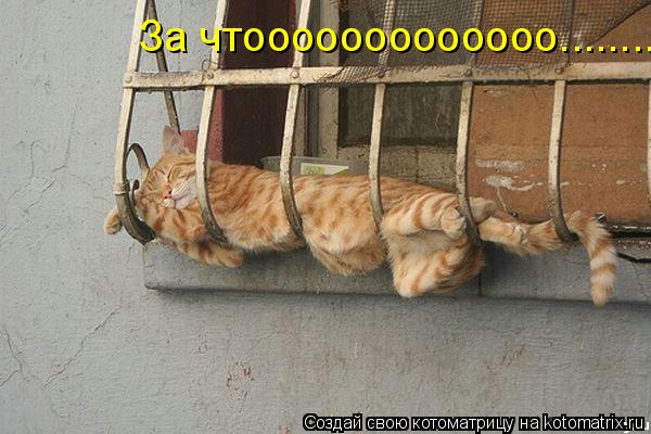 За чтооооооооооооо........... Котоматрица: За чтооооооооооооо........