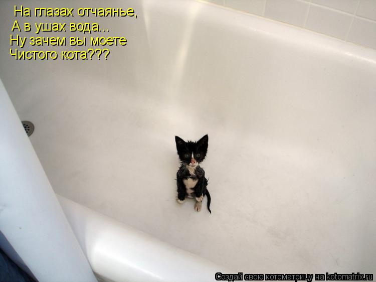 На глазах отчаянье, А в ушах вода... Ну зачем вы моете Чистого кота???... Котоматрица: На глазах отчаянье, А в ушах вода... Ну зачем вы моете Чистого кота???