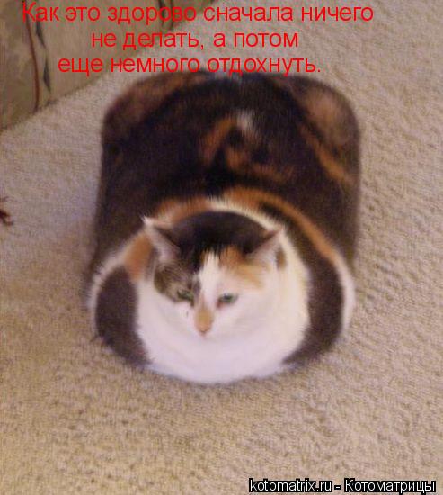 Как это здорово сначала ничего не делать, а потом еще немного отдохнуть.... Котоматрица: Как это здорово сначала ничего не делать, а потом еще немного отдохнуть.
