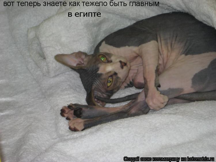 вот теперь знаете как тежело быть главным в египте... Котоматрица: вот теперь знаете как тежело быть главным в египте