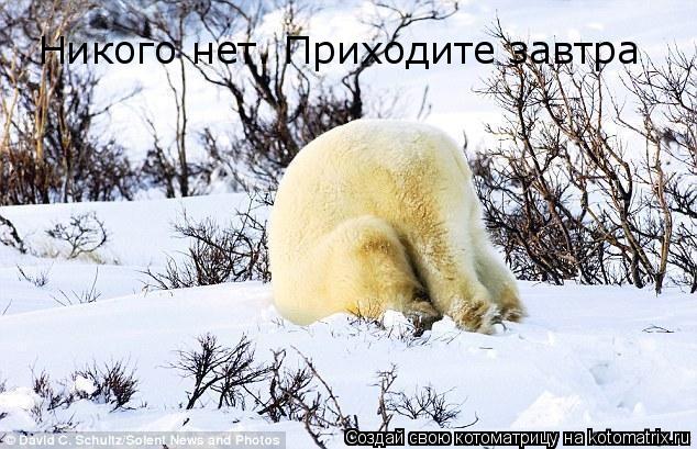 Никого нет. Приходите завтра... Котоматрица: Никого нет. Приходите завтра