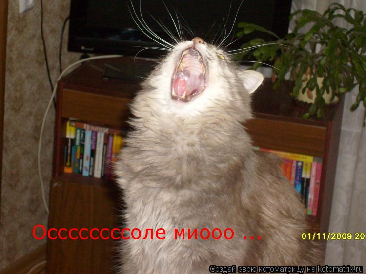 Оссссссссоле миооо ...... Котоматрица: Оссссссссоле миооо ...