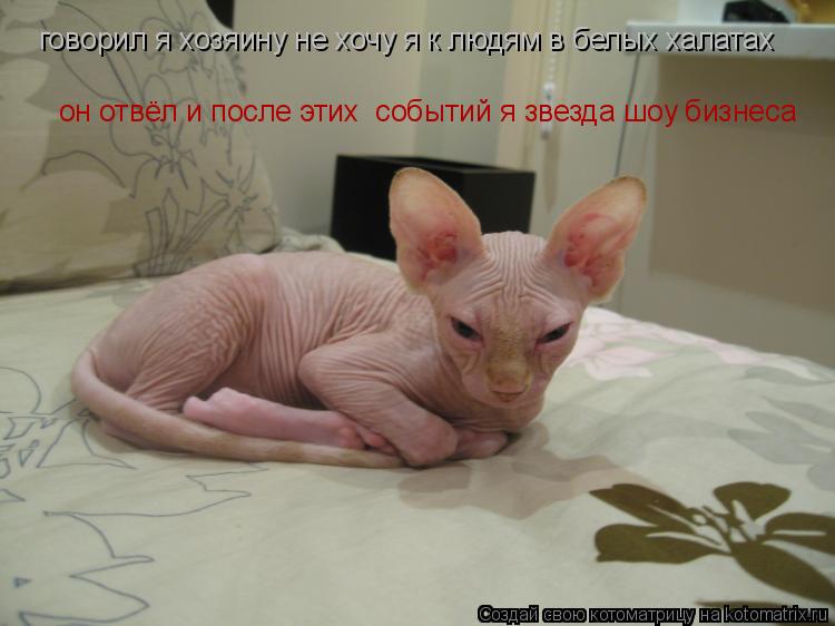 говорил я хозяину не хочу я к людям в белых халатах он отвёл и после этих событий я звезда шоу бизне... Котоматрица: говорил я хозяину не хочу я к людям в белых халатах он отвёл и после этих событий я звезда шоу бизнеса