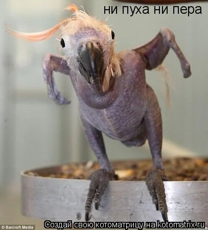ни пуха ни пера... Котоматрица: ни пуха ни пера