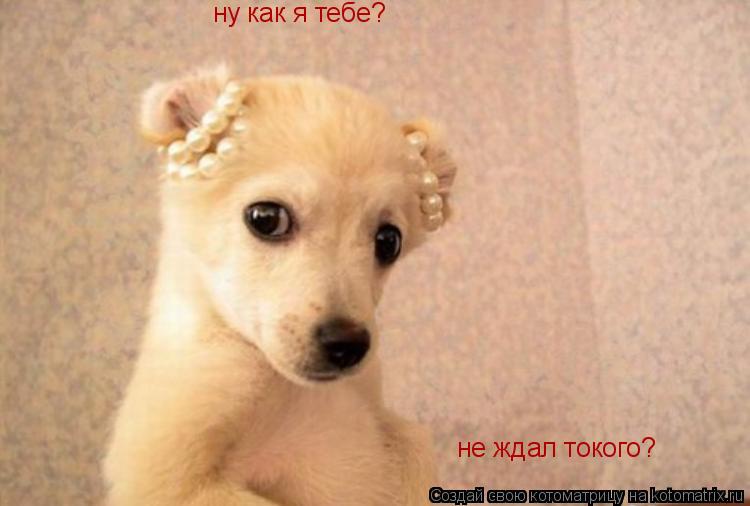 ну как я тебе? не ждал токого?... Котоматрица: ну как я тебе? не ждал токого?