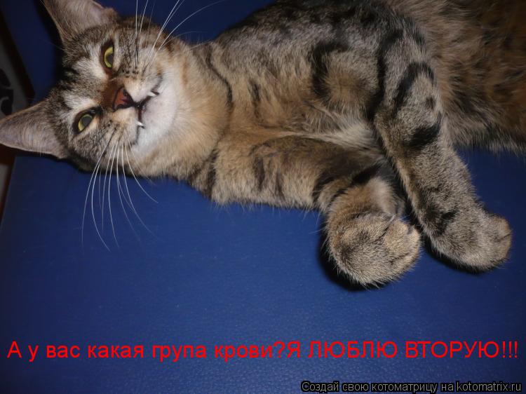 А у вас какая група крови?Я ЛЮБЛЮ ВТОРУЮ!!! А у вас какая група крови?Я ЛЮБЛЮ ВТОРУЮ!!! А у вас какая... Котоматрица: А у вас какая група крови?Я ЛЮБЛЮ ВТОРУЮ!!! А у вас какая група крови?Я ЛЮБЛЮ ВТОРУЮ!!! А у вас какая група крови?Я ЛЮБЛЮ ВТОРУЮ!!!