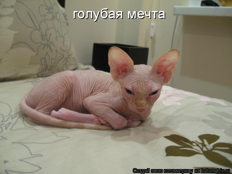 голубая мечта... Котоматрица: голубая мечта