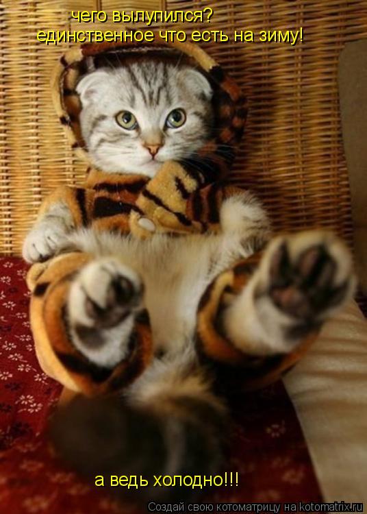 чего вылупился? единственное что есть на зиму! а ведь холодно!!!... Котоматрица: чего вылупился? единственное что есть на зиму! а ведь холодно!!!