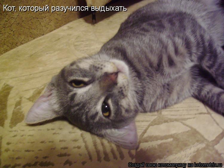Кот, который разучился выдыхать... Котоматрица: Кот, который разучился выдыхать