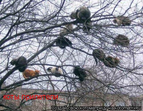 коты прилетели...... Котоматрица: коты прилетели...