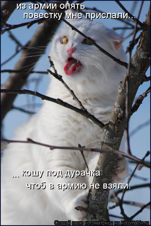 из армии опять повестку мне прислали... кошу под дурачка чтоб в армию не взяли. ...... Котоматрица: из армии опять повестку мне прислали... кошу под дурачка чтоб в армию не взяли. ...