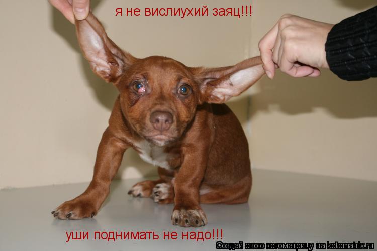 я не вислиухий заяц!!! уши поднимать не надо!!!... Котоматрица: я не вислиухий заяц!!! уши поднимать не надо!!!