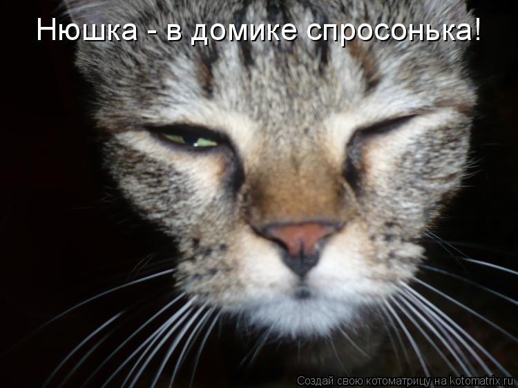 Нюшка - в домике спросонька!... Котоматрица: Нюшка - в домике спросонька!