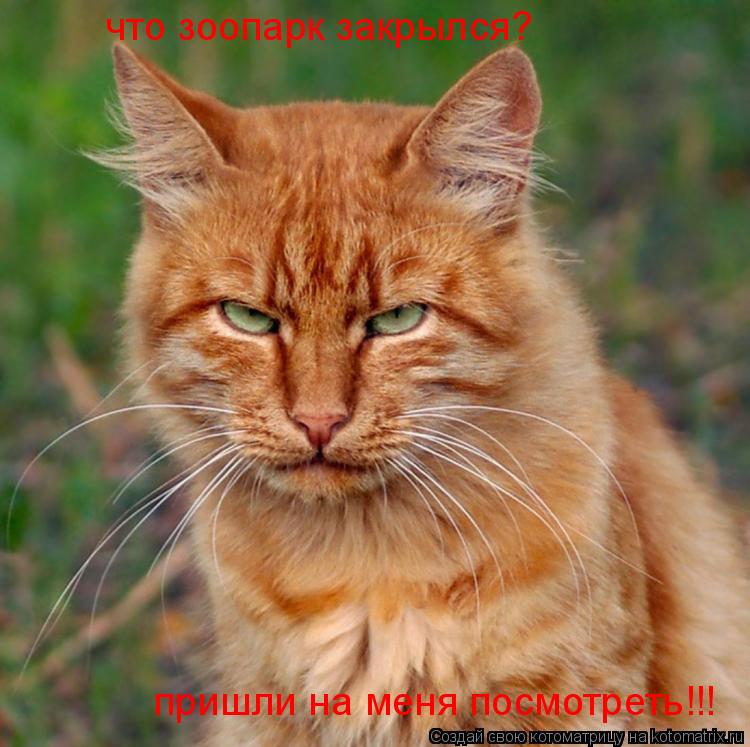 что зоопарк закрылся? пришли на меня посмотреть!!!... Котоматрица: что зоопарк закрылся? пришли на меня посмотреть!!!
